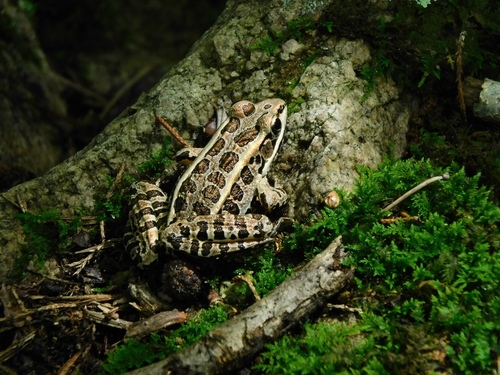Pickerel Frog