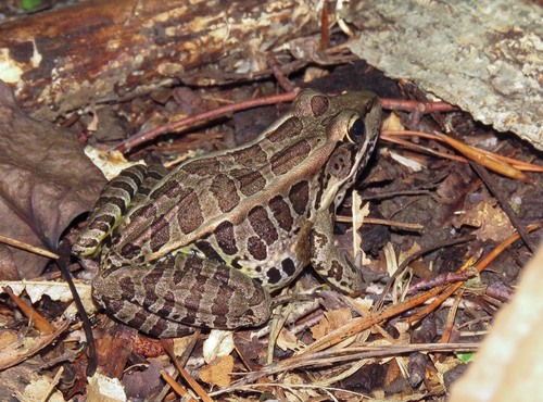 Pickerel Frog