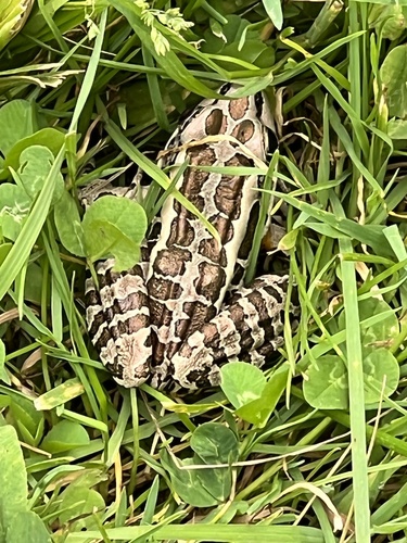 Pickerel Frog