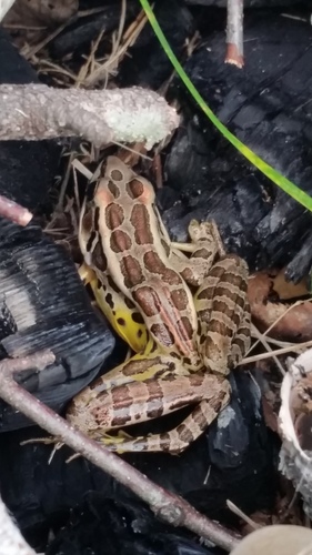 Pickerel Frog