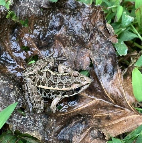 Pickerel Frog