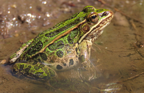 Northern Leopard Frog