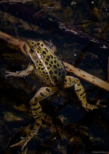 Northern Leopard Frog