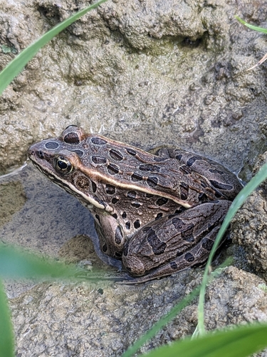 Northern Leopard Frog