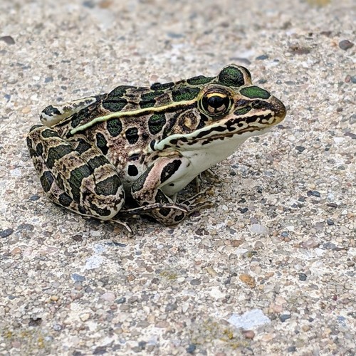 Northern Leopard Frog