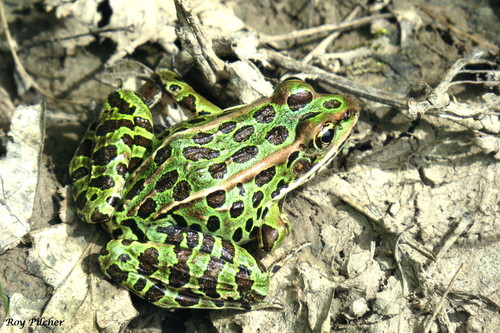 Northern Leopard Frog