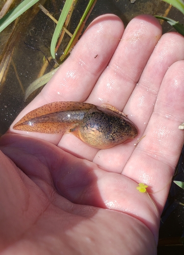 Northern Leopard Frog