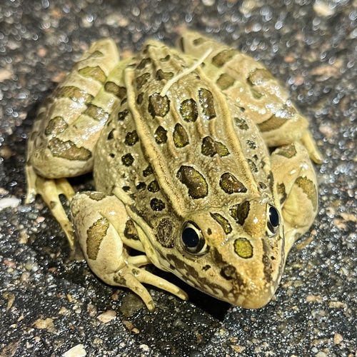 Northern Leopard Frog