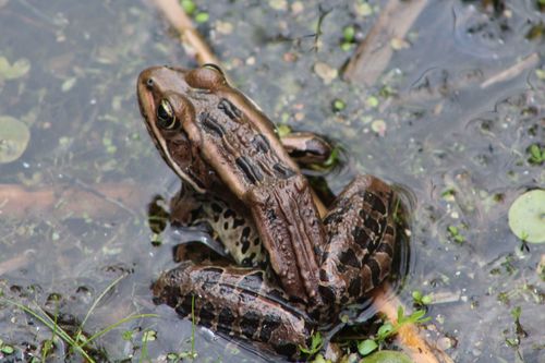 Northern Leopard Frog