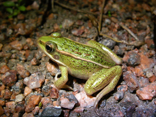 Northern Leopard Frog