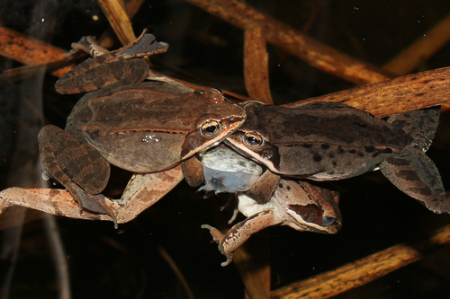 Wood Frog