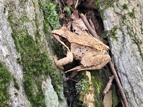 Wood Frog