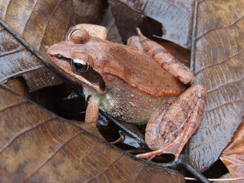 Wood Frog