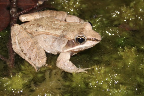 Wood Frog