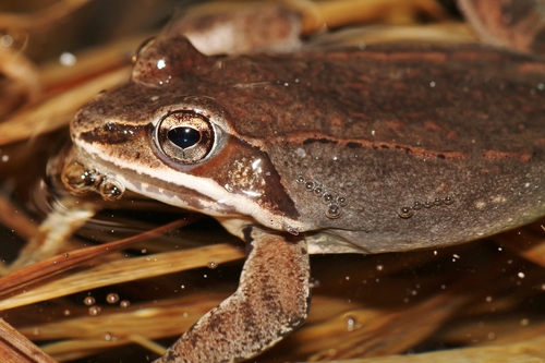 Wood Frog