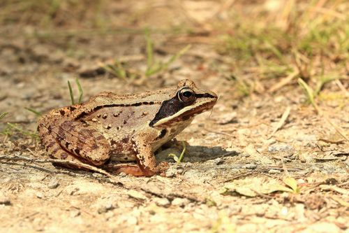Wood Frog