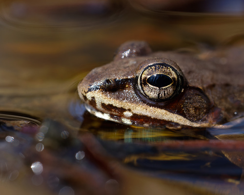 Wood Frog