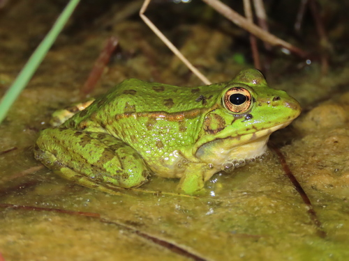 Iberian Green Frog