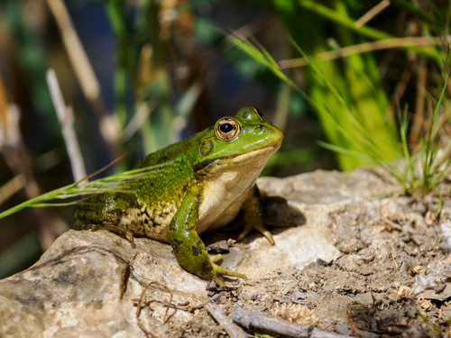 Iberian Green Frog
