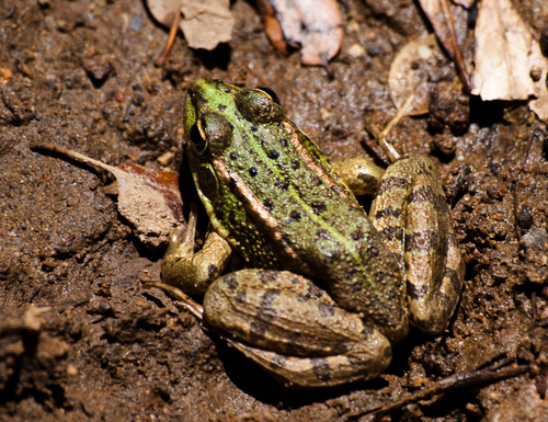 Iberian Green Frog
