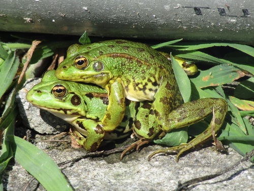 Iberian Green Frog