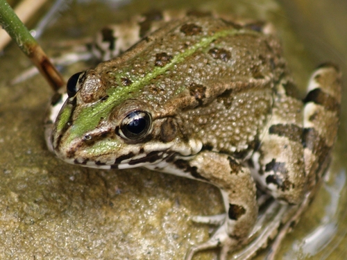Iberian Green Frog