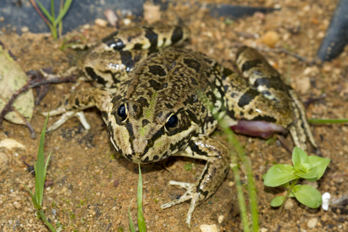Iberian Green Frog