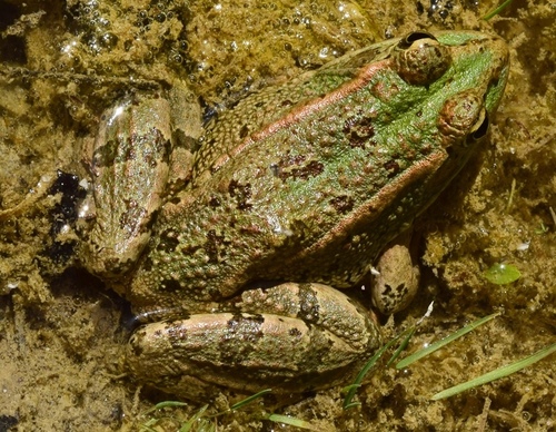 Iberian Green Frog