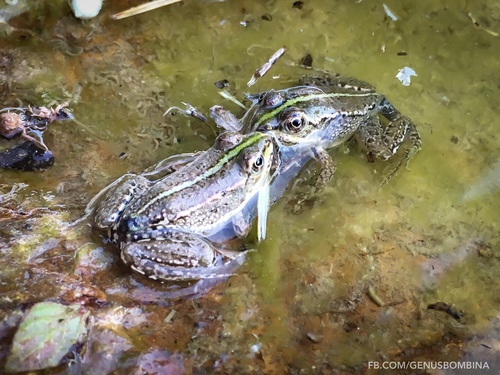 Iberian Green Frog