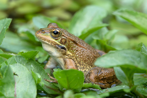 Iberian Green Frog