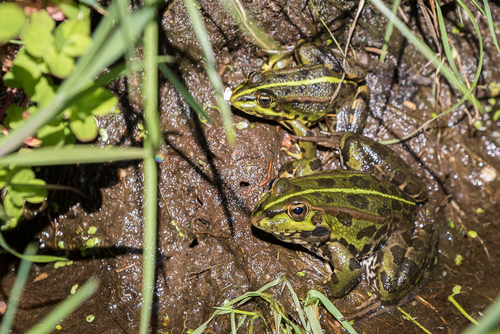 Iberian Green Frog
