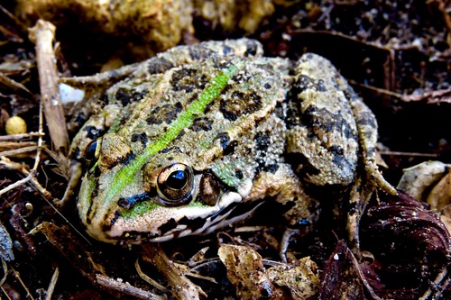 Iberian Green Frog