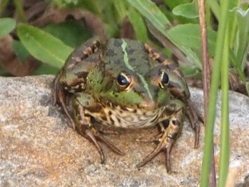 Iberian Green Frog