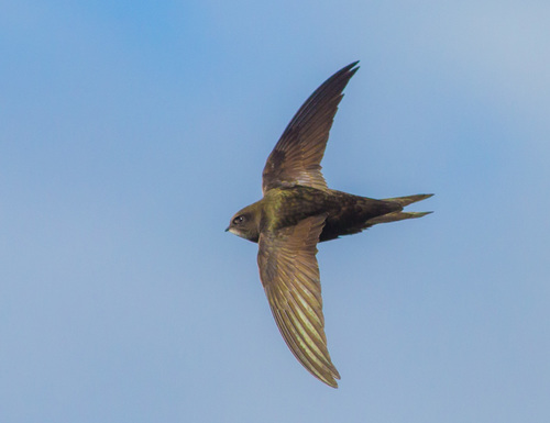 Common Swift