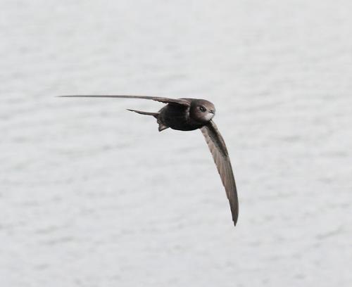 Common Swift