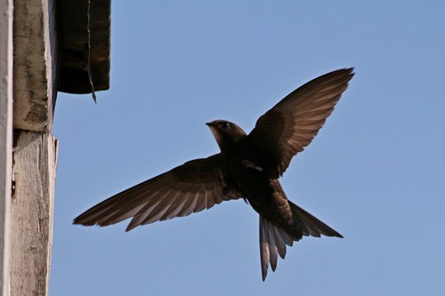 Common Swift