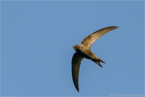 Common Swift