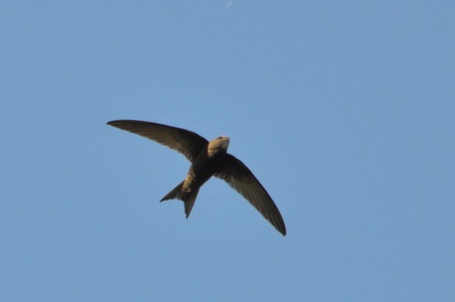 Common Swift