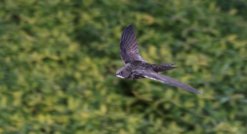 Common Swift