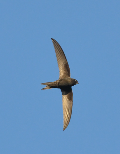 Common Swift
