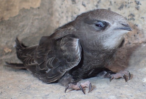 Common Swift