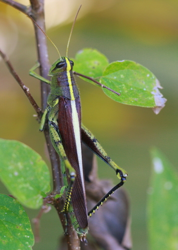 Obscure Bird Grasshopper