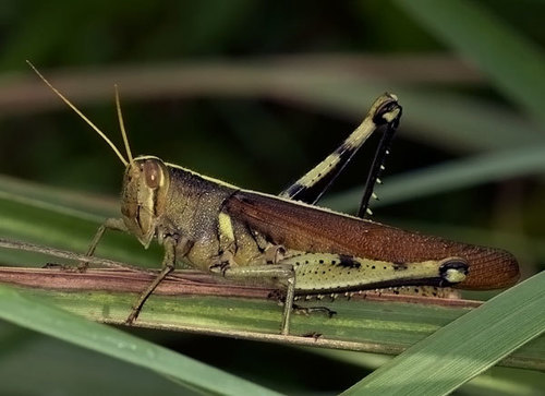 Obscure Bird Grasshopper