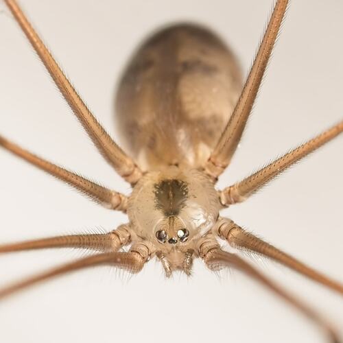 Long-bodied Cellar Spider