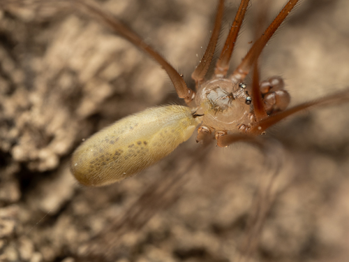 Long-bodied Cellar Spider