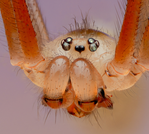 Long-bodied Cellar Spider