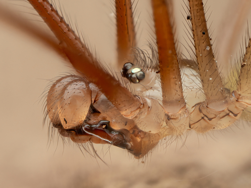 Long-bodied Cellar Spider