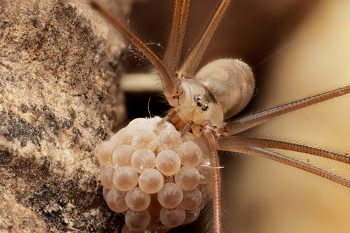 Long-bodied Cellar Spider