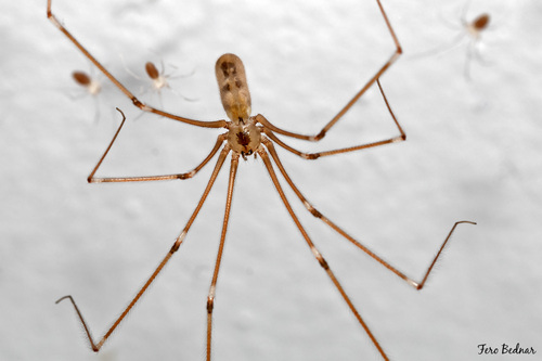 Long-bodied Cellar Spider