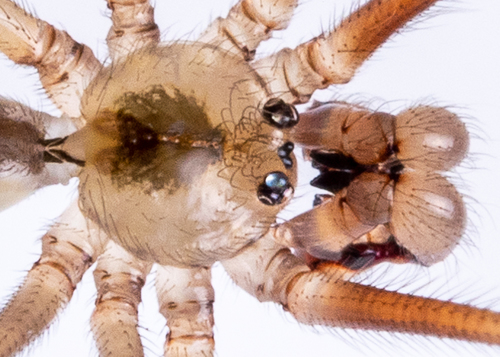 Long-bodied Cellar Spider